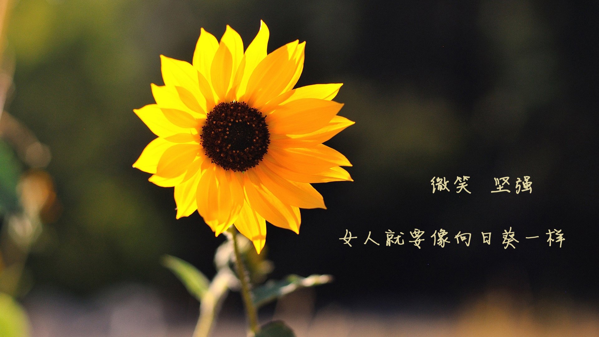 上海海港中场组织能力增强，上海海港队